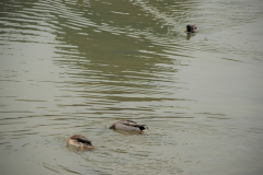 DSC_1166